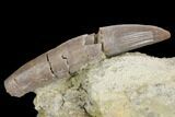 Rooted Crocodile (Goniopholis?) Tooth - Colorado #152046-2